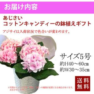 あじさい アジサイ 紫陽花 コットンキャンディ...の詳細画像3