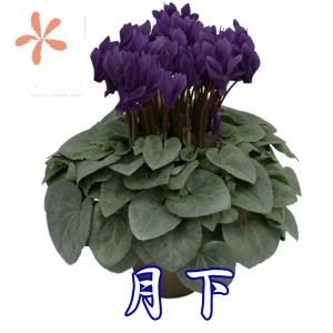 大栄花園の商品一覧 通販 Yahoo ショッピング