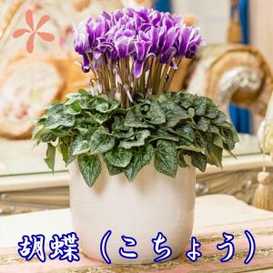 ITANSE ブルーシクラメン 江戸ノ青 (えどのあお) 5号 底面給水鉢 1個