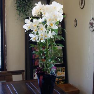 君子蘭 5号鉢 激安クンシラン 鉢植え 入荷時花芽付き : フラワー