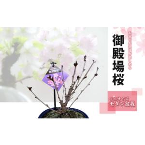 桜 盆栽 さくら サクラ 御殿場桜 ミニ盆栽 ...の詳細画像2