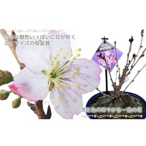 桜 盆栽 さくら サクラ 御殿場桜 ミニ盆栽 ...の詳細画像3