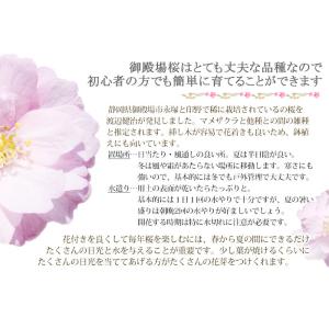 桜 盆栽 さくら サクラ 御殿場桜 ミニ盆栽 ...の詳細画像4