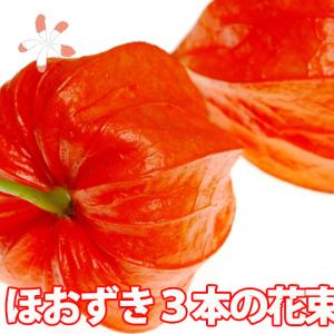 花苗 切花向き大実ほおずき 5株 : 花と緑 国華園 - 通販 - Yahoo
