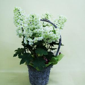 あじさい アジサイ 紫陽花 柏葉アジサイ 母の日 2026 父の日 お中元 鉢植え プレゼント ギフト 苗 ピンク ブルー 白