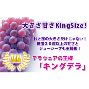 ぶどう 葡萄 ブドウ 秀 贈答 キングデラ 2...の詳細画像2