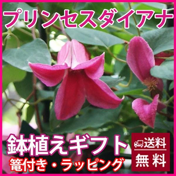 クレマチス テッセン プリンセスダイアナ 送料無料 鉢植えの花 鉢植え ギフト 篭付き ラッピング無...