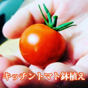 ミニトマト トマト プチトマト 鉢植え プランター ギフト フルーツトマト 寄せ植え プランタースタンド 栽培キット 種 送料無料 陶器 苗 花ギフト 農産物｜kajuaru