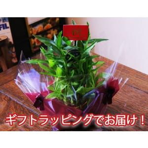 ミリオンバンブー 5段積 開運 竹 観葉植物 ...の詳細画像1