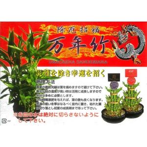 ミリオンバンブー 5段積 開運 竹 観葉植物 ...の詳細画像2