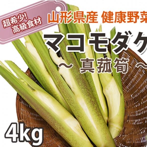 マコモダケ 4kg 約32本〜48本 送料無料 山形産 国産 真菰筍 マコモタケ マコモダケとは苗 ...