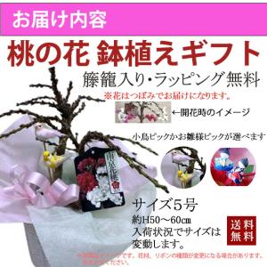 桃の花 鉢植え ひな祭り 南京桃 桃 5寸 5...の詳細画像3