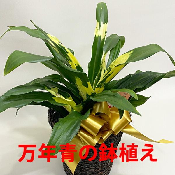 万年青 オモト おもと 【 万年青の鉢植え 篭付き 】 プレゼント 引っ越し祝い 実 種類 花 育て...