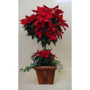 ポインセチア 鉢の商品一覧 通販 Yahoo ショッピング