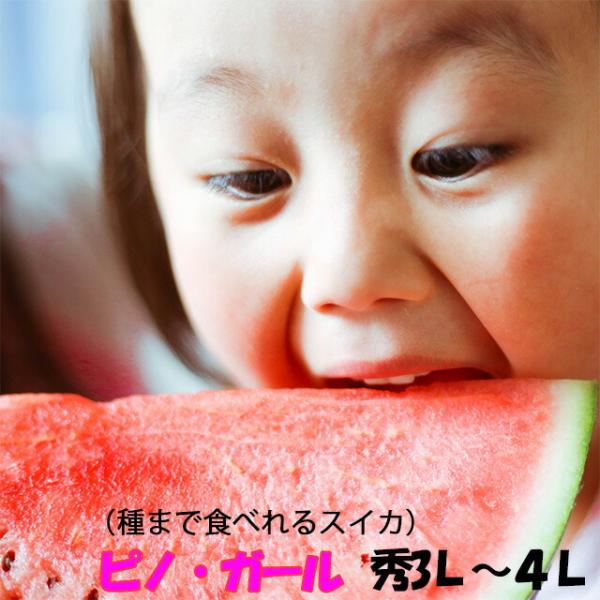 小玉スイカ 山形 送料無料 ピノガール 秀３Ｌ ３玉 又は 2L ４玉入り 尾花沢スイカ 山形産 小...
