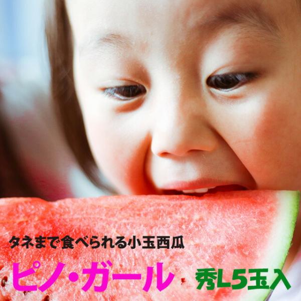 小玉スイカ 山形 送料無料 【 ピノガール 秀Ｌ 5玉入り 】 尾花沢スイカ 山形産 小玉敬老の日 ...