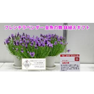 ラベンダー ギフト 送料無料 フレンチラベンダ...の詳細画像1