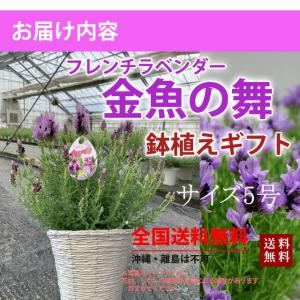 ラベンダー ギフト 送料無料 フレンチラベンダ...の詳細画像2