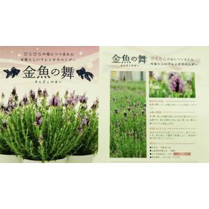 ラベンダー ギフト 送料無料 フレンチラベンダ...の詳細画像4