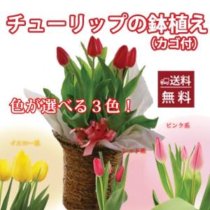 チューリップ 鉢植えの商品一覧 通販 Yahoo ショッピング