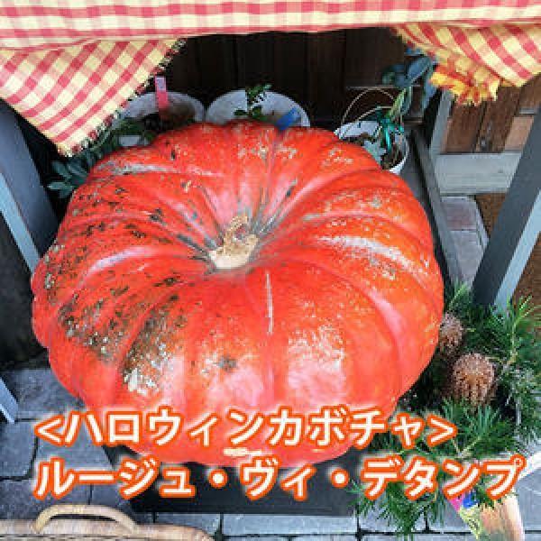 ハロウィン かぼちゃ ルージュ ヴィ デタンプ 1個 カボチャ 生かぼちゃ 飾り 巨大 ハロウィンカ...