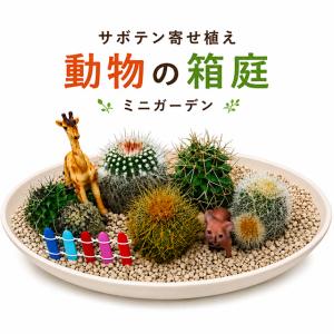 サボテン 寄せ植え 動物の箱庭 ミニガーデン 多...の商品画像