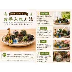 サボテン 寄せ植え 動物の箱庭 ミニガーデン ...の詳細画像3