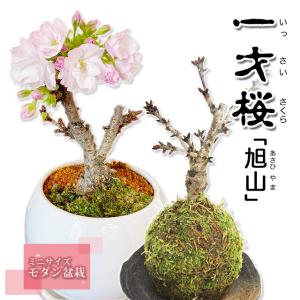 盆栽 桜 サクラ さくら 一才桜 旭山 花言葉 室内 ミニ 植え替え 育て方 剪定 作り方 初心者 肥料 読み方 一才桜とは 花ギフト