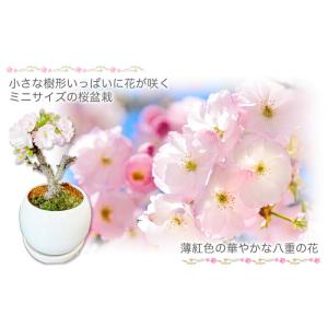 盆栽 桜 サクラ さくら 一才桜 旭山 花言葉...の詳細画像1