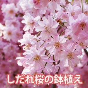 大品盆栽:富士桜(湖上の舞)現品 *さくら sakura【大型ヤマト便 大品盆栽:富士桜(湖上の舞)現品 *さくら sakura【大型ヤマト便