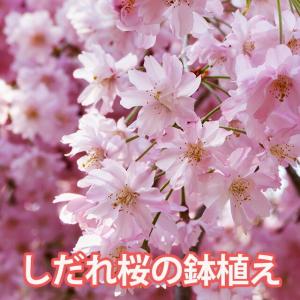 桜 盆栽 さくら サクラ しだれ桜 枝垂桜 シダレ ミニ盆栽 ギフト プレゼント 誕生日 結婚記念日 お供え 卒業 入学 送料無料 鉢植え さくら 啓翁桜 花ギフト｜kajuaru