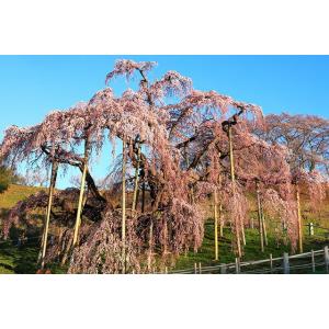 桜 盆栽 さくら サクラ しだれ桜 枝垂桜 シ...の詳細画像2