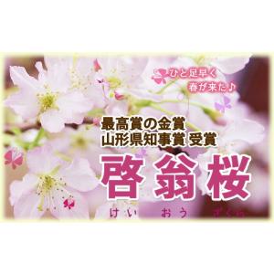 啓翁桜 特級80cm 7〜8本入り 10個 ま...の詳細画像1