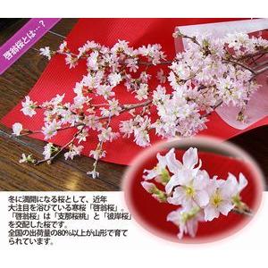 啓翁桜 特級80cm 7〜8本入り 10個 ま...の詳細画像2