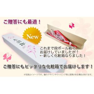 啓翁桜 特級80cm 7〜8本入り 10個 ま...の詳細画像4