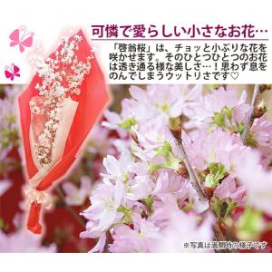 啓翁桜 特級80cm 7〜8本入り 10個 ま...の詳細画像5
