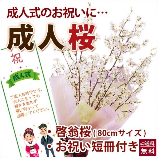 啓翁桜 成人式 80cm×7〜8本 家庭で飾れる丁度良い長さ 切り花 山形 花束 花言葉 啓翁桜とは...