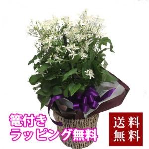 クレマチス 仙人草 センニン草 篭付き ラッピング無料 5寸 5号 鉢植えの花 鉢植え ギフト送料無料｜kajuaru