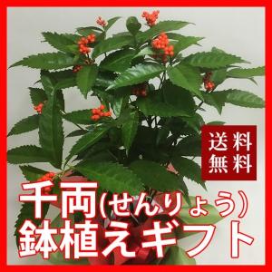 千両 せんりょう 鉢植えの花 鉢植えギフト お正...の商品画像