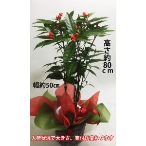 千両 せんりょう 鉢植えの花 鉢植えギフト お...の詳細画像2