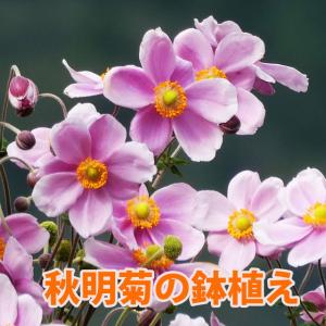 秋明菊 シュウメイギく しゅうめいぎく 【 鉢植え 5寸 】 育て方 ピンク 白 秋明菊の花 敬老の日 お彼岸 植え替え時期 株分け 花言葉 花ギフト ダイアナ｜kajuaru