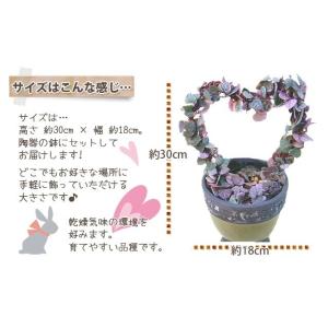 ハートカズラ レディーハート 多肉植物 ピンク...の詳細画像1
