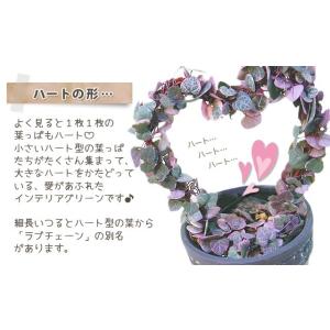ハートカズラ レディーハート 多肉植物 ピンク...の詳細画像2