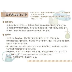 ハートカズラ レディーハート 多肉植物 ピンク...の詳細画像3
