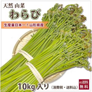 わらび 5kg (1kg×5束) 山形県 尾花沢市産 極上 生 山菜 ワラビ 蕨 送料