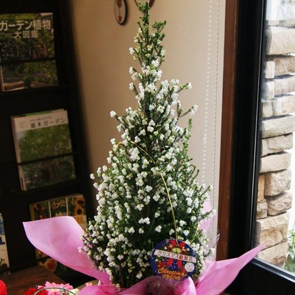 2026年 予約 エリカ 鉢 特大 6号 尺 クリスマス 絵梨花 鉢植え 高さ 約80〜90cm 篭...