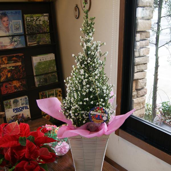 2026年 予約 エリカ 鉢 特大 6号 尺 クリスマス 絵梨花 鉢植え 高さ 約80〜90cm 篭...
