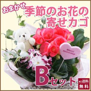 WHYTO（ホワイト） ヘリクリサム 鉢植え 鉢 花かんざし 5寸 篭付き