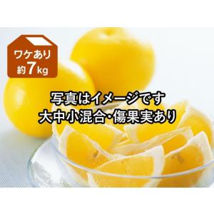 ワケありニューサマーオレンジ約7kg（日向夏）｜kajuen