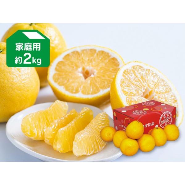 河内晩柑（ジューシーオレンジ）約2kg-家庭用